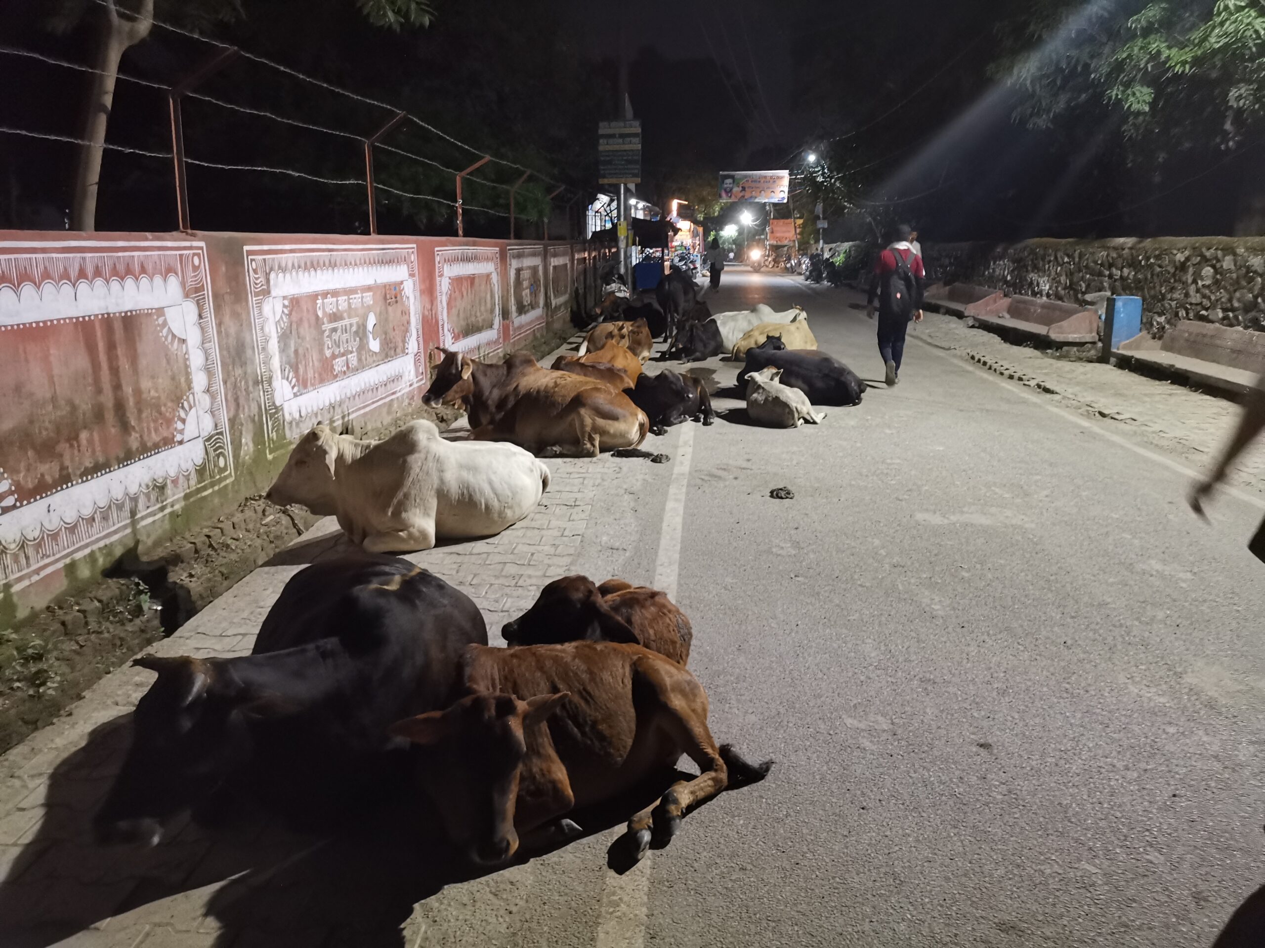 Cows