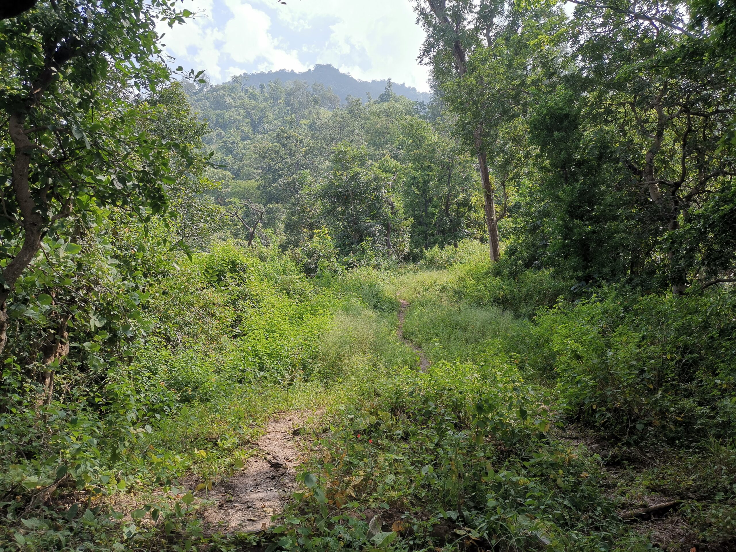 Nature