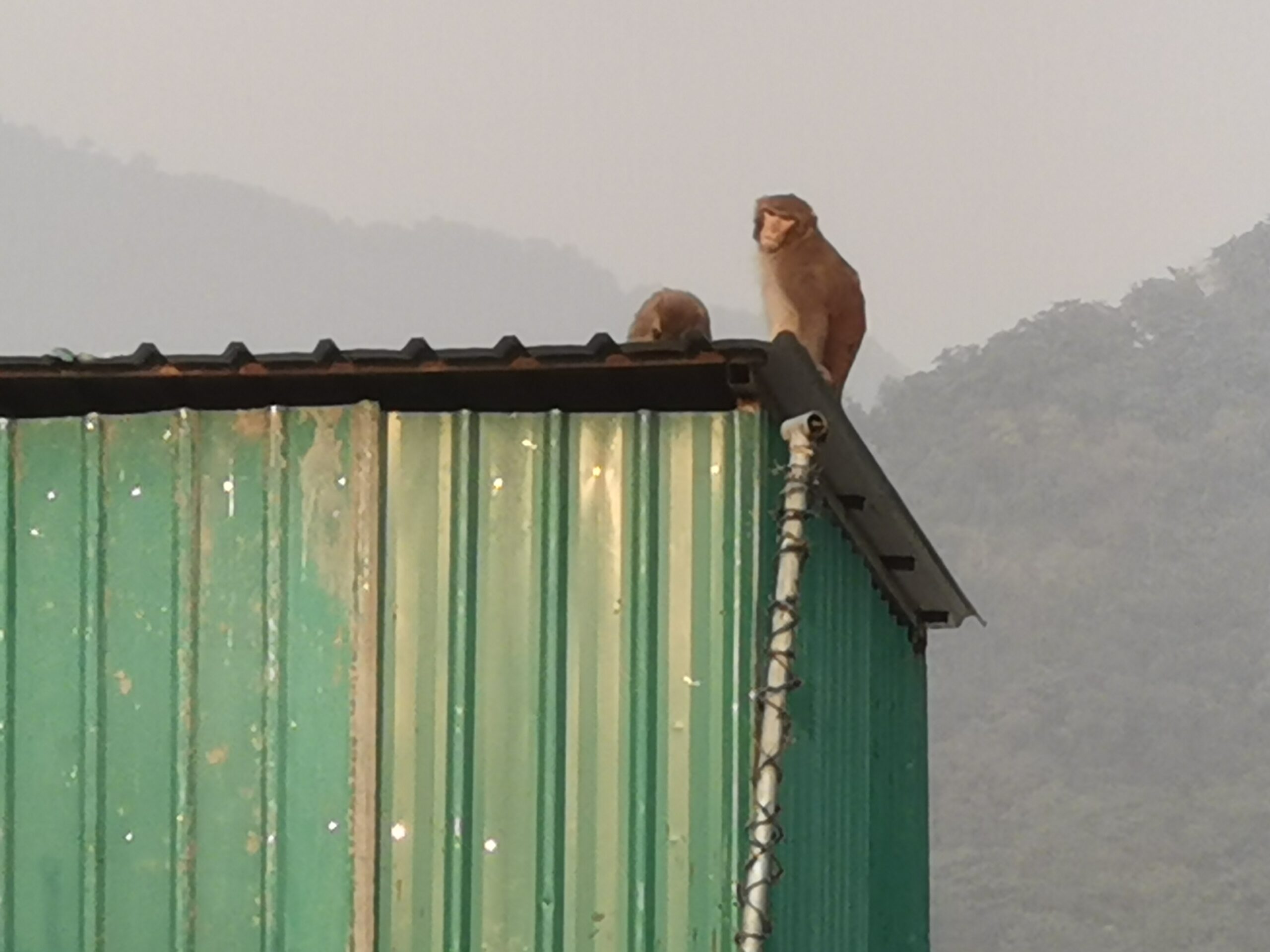 Monkeys