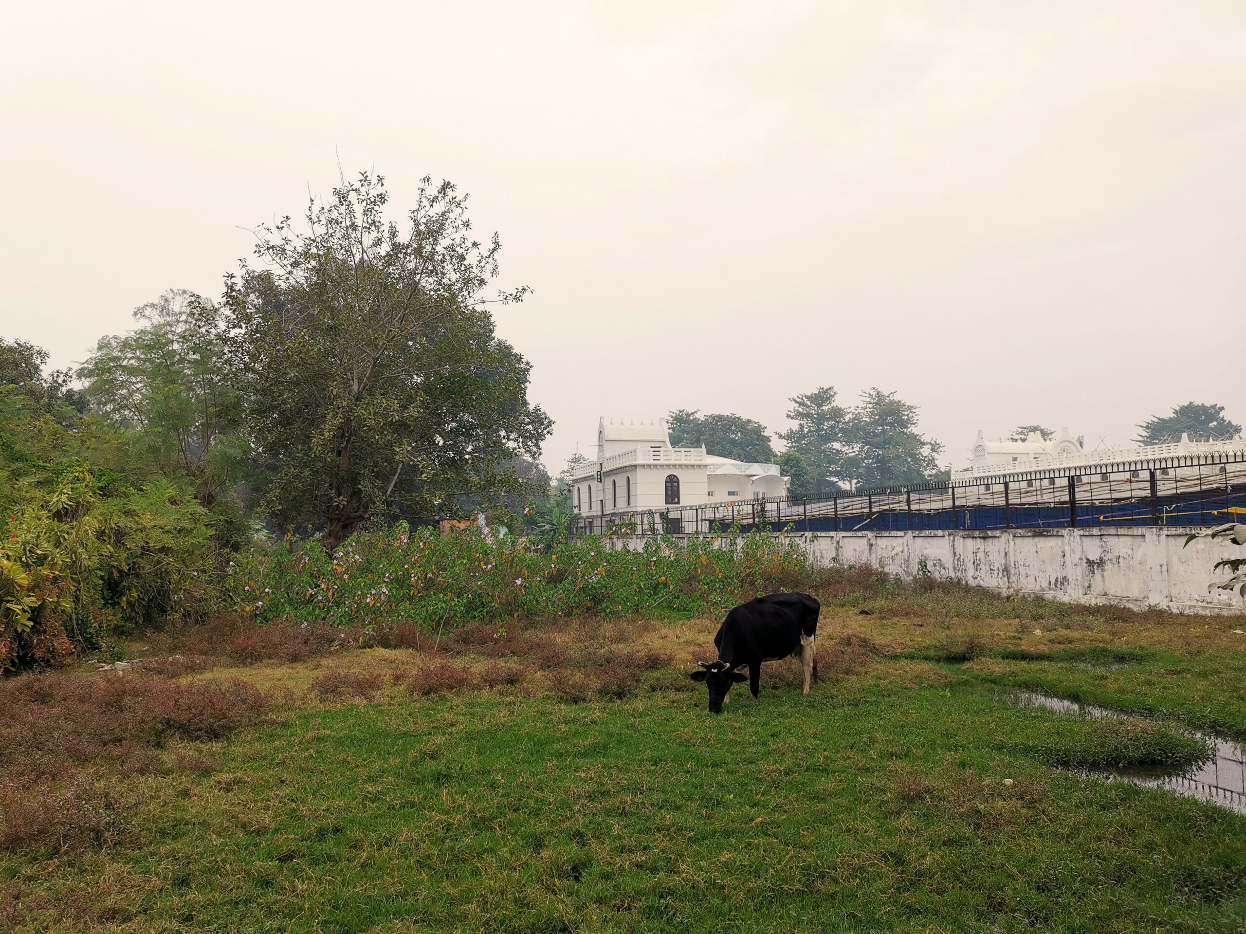 cow